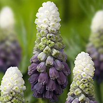 Мускари Грейп Айс, 5/+, 1 шт.