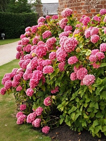 Гортензия древовидная Мэджикал Пинкербелл