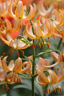 Лилия редкий гибрид Фейри Морнинг, 12/14, 1 шт.