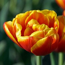 Тюльпан махровый ранний Шелл, 11/12, 1 шт.