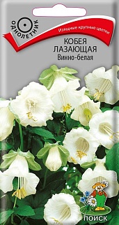 Кобея лазающая Винно-белая, 5 шт.