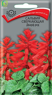 Сальвия сверкающая Дварф ред, 0,1 г.