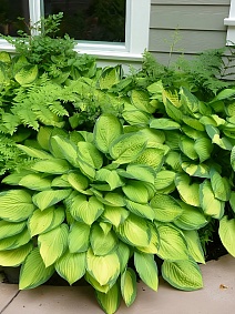 Хоста Голд Стандарт, 1 шт.