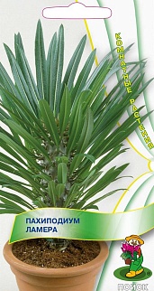 Пахиподиум Ламера, 3 шт. Комнатные растения