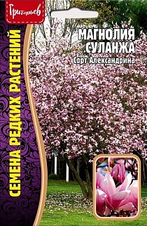 Магнолия Суланжа, 3 шт. 