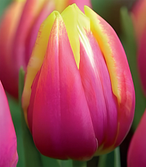 Тюльпан триумф Роял Ван Дер Марк, 11/12, 1 шт.