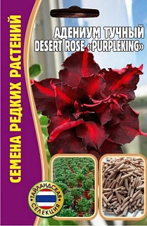 Адениум PurpleKing Desert Rose (Фиолетовая королевская роза пустыни), 3 шт.