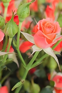 Роза спрей (миниатюрная) Алегрия/ЦКор