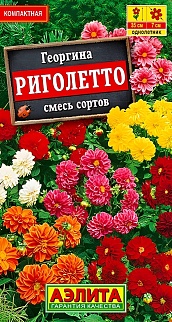 Георгина Риголетто, смесь сортов, 7 шт.