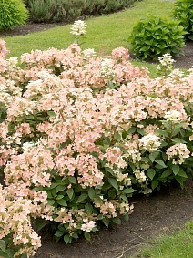 Гортензия метельчатая Полстар