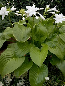 Хоста Плантагинеа Венус, 1 шт.