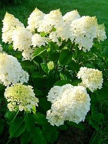 Гортензия метельчатая Вайт Лайт
