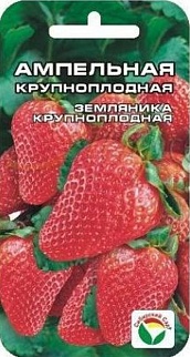 Земляника Ампельная, 10 шт. Сибирский сад