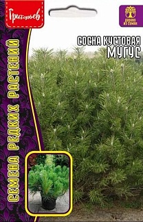 Сосна кустовая Муугус, 10 шт.