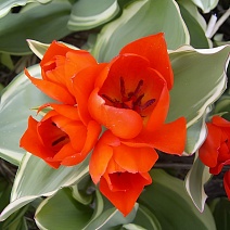 Тюльпан многоцветковый Уникум Праестанс, 10/11, 1 шт.