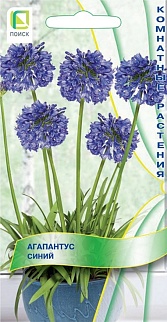Агапантус синий, 3 шт.