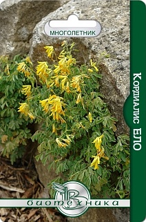 Кордиалис, Хохлатка, Ело, 12 шт. Биотехника