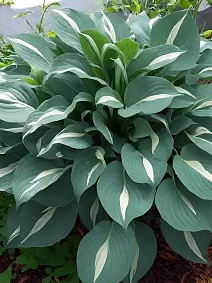 Хоста Снейк Айз, 1 шт.