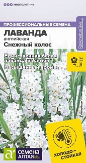 Лаванда Снежный колос английская, 5 шт.