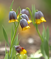 Фритиллярия Ува Вульпис, 7/8, 1 шт.