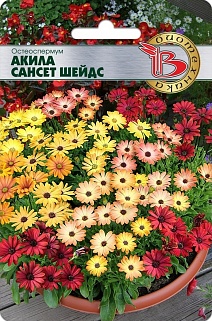 Остеоспермум Акила Сансет Шейдс, 5 шт. Биотехника
