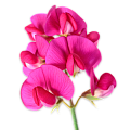 Чина (горошек многолетний)