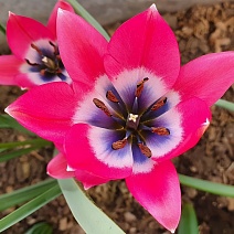 Тюльпан ботанический Литтл Бьюти, 6/7, 1 шт.