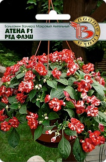 Бальзамин Валлера махровый ампельный Атена F1 Рэд Флэш, 8 шт. Биотехника