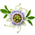 Пассифлора