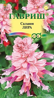 Сальвия Лира, 4 шт.