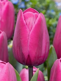 Тюльпан триумф Блю Риббон, 11/12, 1 шт.