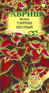 Колеус Тэррено пестрый, 5 шт. Элитная клумба.