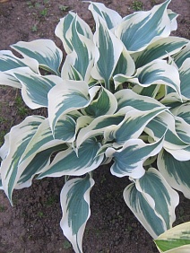 Хоста Грейт Эскейп, 1 шт.