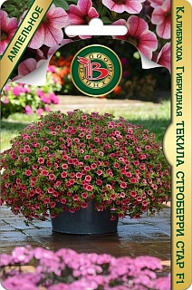 Калибрахоа гибридная Текила Строберри Стар F1, 3 шт. Биотехника