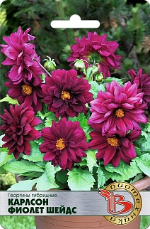 Георгины гибридные Карлсон Фиолет Шейдс, 10 шт. Биотехника