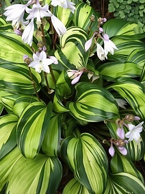 Хоста Рейнбоуз Энд, 1 шт.