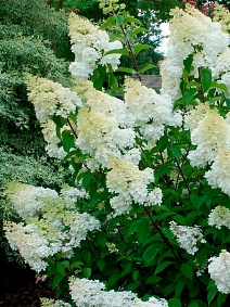 Гортензия метельчатая Дентель де Горрон