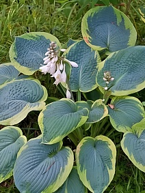 Хоста Американ Хало, 1 шт.