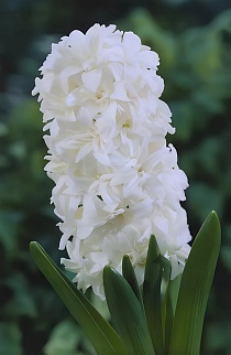 Гиацинт махровый Сноу Кристал, 14/15, 1 шт.