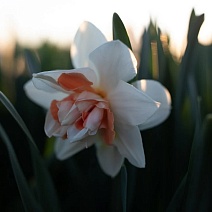 Нарцисс махровый Кэнди Принцесс, 12/14, 1 шт.