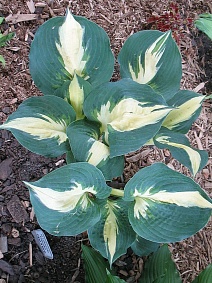 Хоста Лейксайд Кап Кейк, 1 шт.