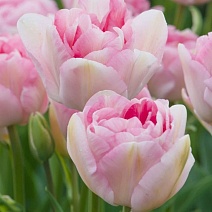 Тюльпан махровый поздний Анжелика, 11/12, 1 шт.