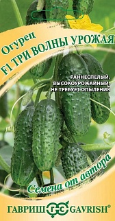 Огурец Три волны урожая F1, 10 шт. Семена от автора.