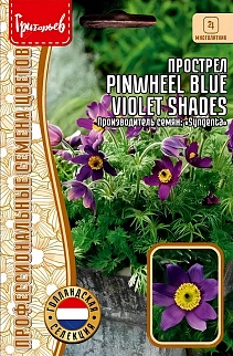 Прострел Pinwheel Blue Violet Shades (Вертушки сине-фиолетовый), 3 шт.
