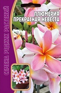 Плюмерия Прекрасная Невеста, 3 шт. Редкие семена.