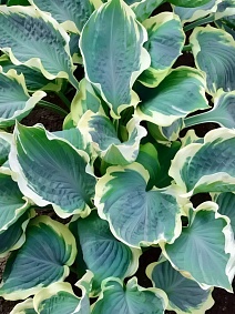 Хоста Орионс Бел, 1 шт.