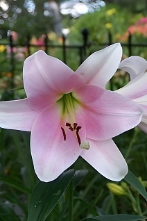 Лилия Элегант Леди, 12/14, лонг., - 1шт