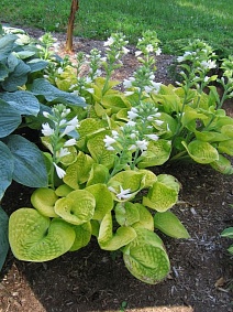 Хоста Мауи Баттеркап, 1 шт.