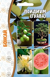 Псидиум (Гуава),  10 шт. Бонсай.