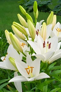 Лилия ЛОО-гибрид Брайт Бриллиант, 12/14, 1 шт.